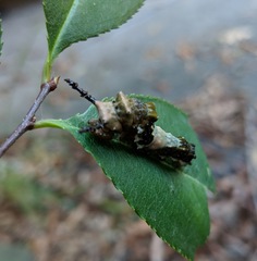 Limenitis arthemis astyanax