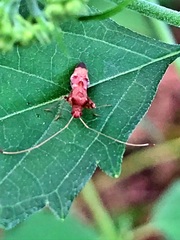 Paraxenetus guttulatus