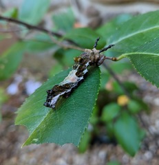 Limenitis arthemis astyanax