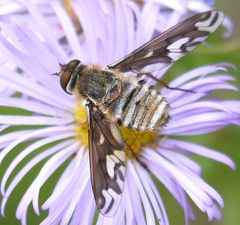 Poecilanthrax willistonii