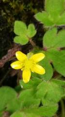 Ranunculus taisanensis