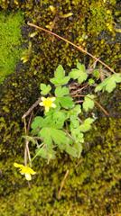 Ranunculus taisanensis