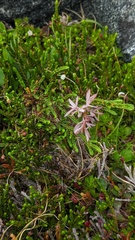 Exobasidium cassiopes