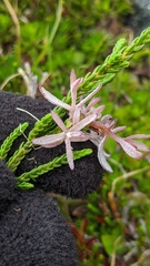 Exobasidium cassiopes