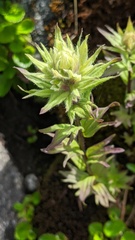 Castilleja parviflora albida