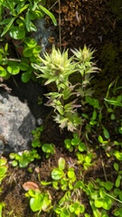Castilleja parviflora albida