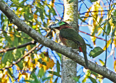 Selenidera maculirostris