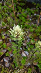 Castilleja parviflora albida