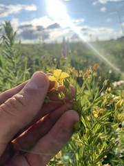 Lysimachia quadriflora