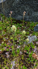 Castilleja parviflora albida