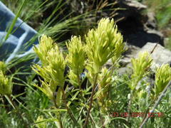 Castilleja lutescens