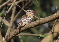 Nystalus maculatus