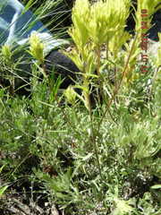 Castilleja lutescens
