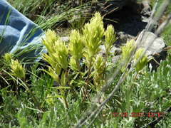 Castilleja lutescens