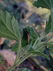 Agrilus aureus