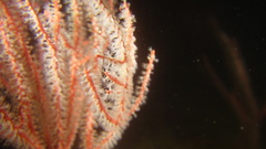 Leptogorgia chilensis