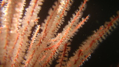 Leptogorgia chilensis