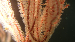 Leptogorgia chilensis