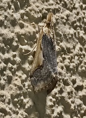 Loxostege albiceralis
