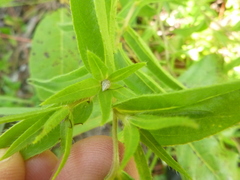 Lithospermum caroliniense caroliniense