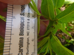 Lithospermum caroliniense caroliniense