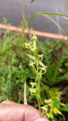 Platanthera devolii