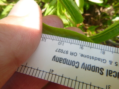 Lithospermum caroliniense caroliniense
