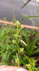 Platanthera devolii