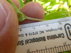 Lithospermum caroliniense caroliniense