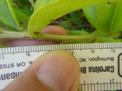 Lithospermum caroliniense caroliniense