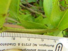 Lithospermum caroliniense caroliniense