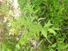 Lithospermum caroliniense caroliniense