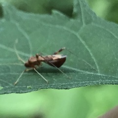 Paraxenetus guttulatus