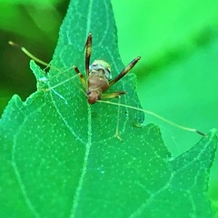 Paraxenetus guttulatus