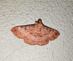 Polydesma
