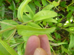 Lithospermum caroliniense caroliniense