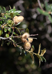 Heteroecus dasydactyli