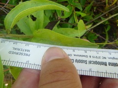 Lithospermum caroliniense caroliniense