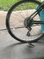 Passer domesticus