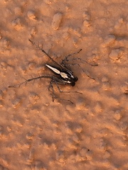 Oxyopes tridens