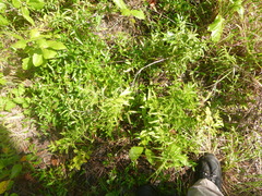 Lithospermum caroliniense caroliniense