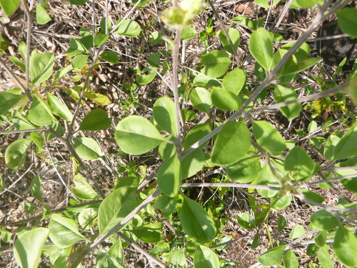 Image of Pediomelum canescens by no rights reserved