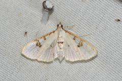 Palpita illibalis