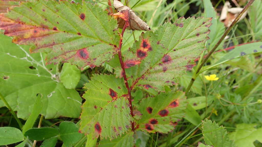 Ramularia ulmariae