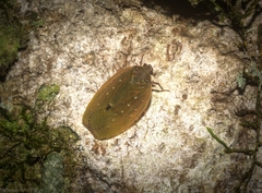 Anabunda murrayfletcheri