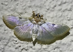 Apilocrocis pimalis