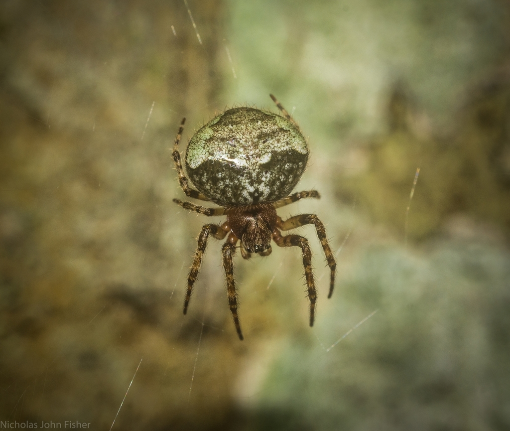 Maude's Ladder-web Spider