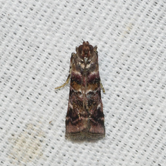 Dioryctria pygmaeella