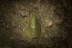 Anabunda murrayfletcheri