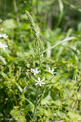 Ornithogalum pyramidale